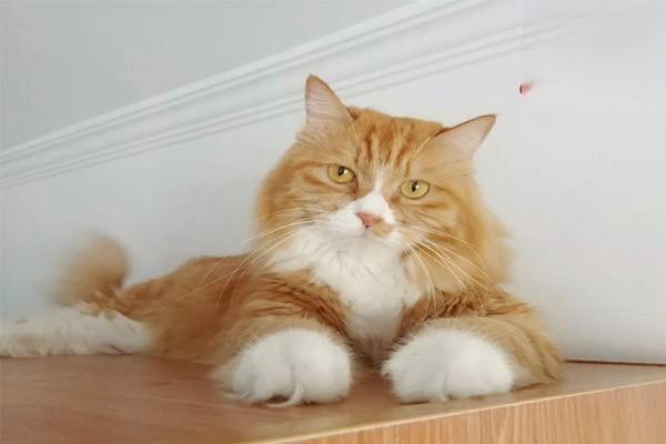 犬猫磺胺类药物中毒治疗方案 犬猫磺胺类药物中毒治疗方案