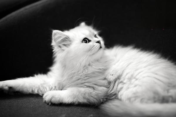 犬猫药物中毒 犬猫药物中毒