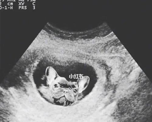 宠物狗生产前必须准备的物品清单 宠物狗生产前必须准备的物品清单