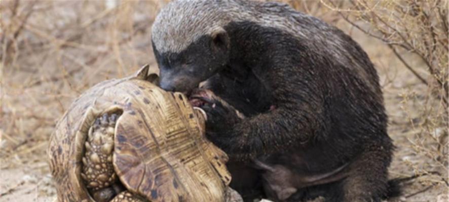 大鳄龟冬眠的生态与生存价值解析