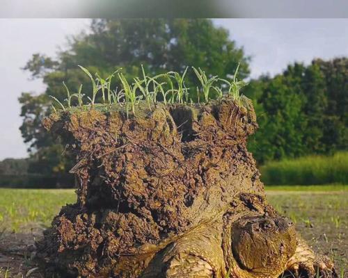 大鳄龟冬眠的生态与生存价值解析