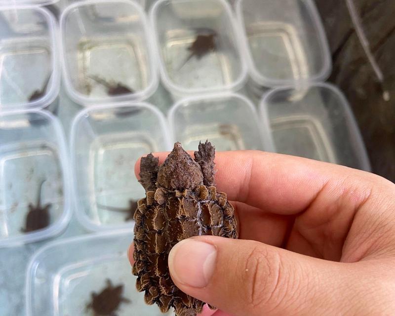 大鳄龟冬眠的生态与生存价值解析