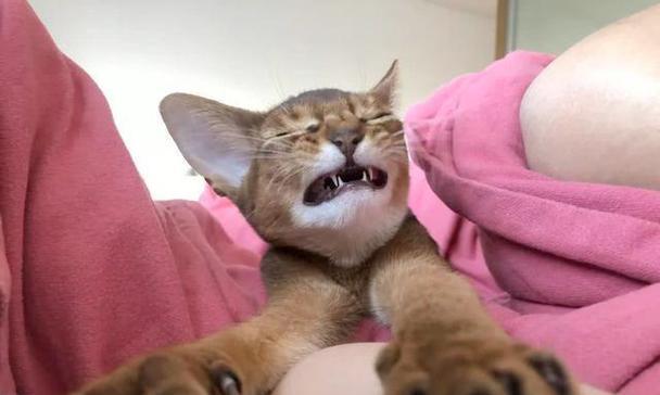 猫咪为何爱玩人类的脚？行为背后的心理原因