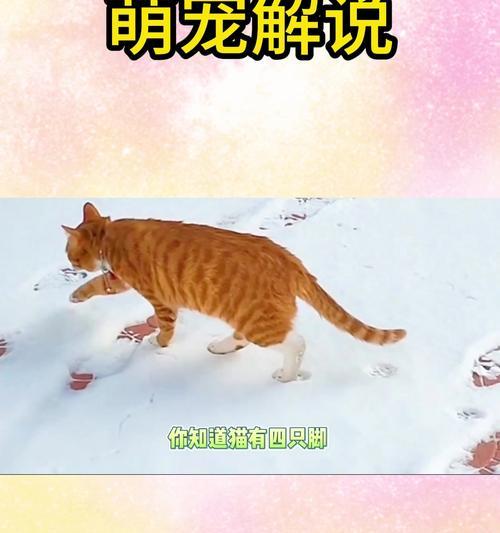猫咪为何爱玩人类的脚？行为背后的心理原因