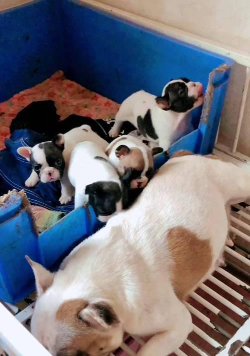 黑白花法斗的配种与养护全攻略