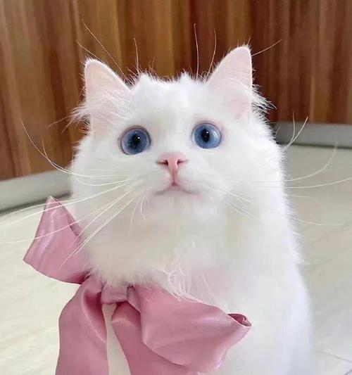 忧郁大胖猫的魅力与生活指南