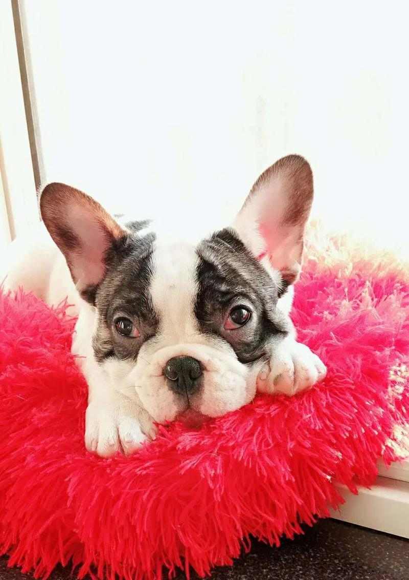 黑白花法斗配种与养护全解析