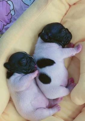 黑白花法斗的配种与养护全攻略