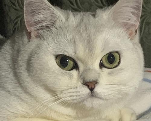 忧郁大胖猫的魅力与生活指南