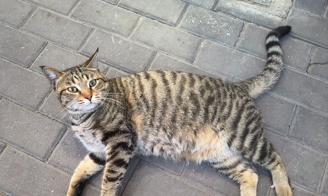 忧郁大胖猫的魅力与饲养全攻略