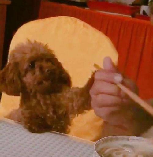 泰迪宠物什么都吃怎么办？科学喂养指南