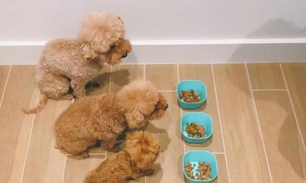 泰迪宠物什么都吃怎么办？科学喂养方法解析