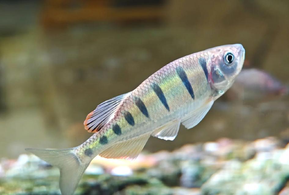 1米五鱼缸鱼类选择与养护全攻略 1米五鱼缸鱼类选择与养护全攻略