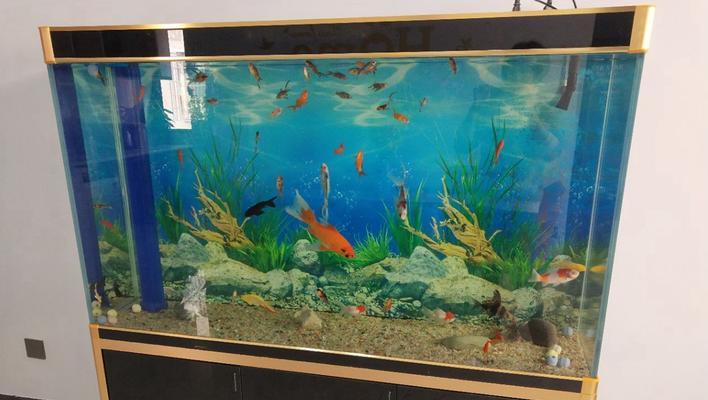 1米五鱼缸鱼类选择与养护全攻略 1米五鱼缸鱼类选择与养护全攻略