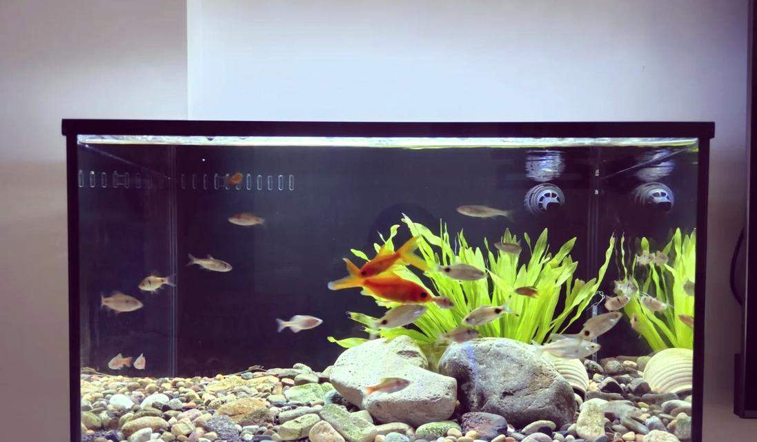 1米五鱼缸鱼类选择与养护技巧