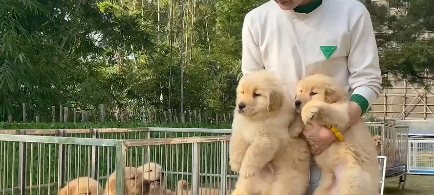 探寻广州狗场文化：历史、特色与未来发展