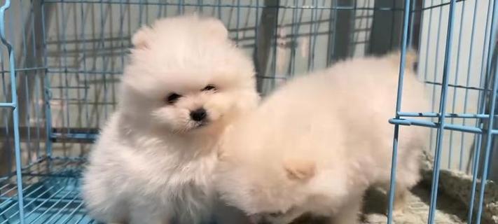 探寻广州狗场文化：历史、特色与未来发展