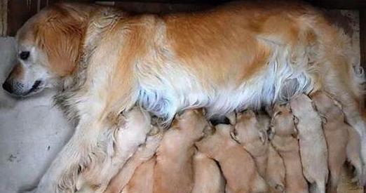 狗狗断奶后饮食指南，健康成长必备知识