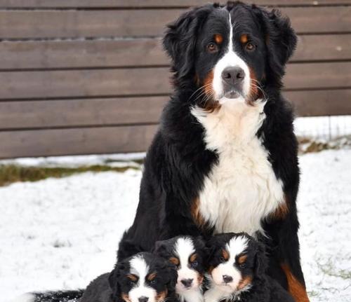 狗狗断奶后饮食指南，健康成长必备知识