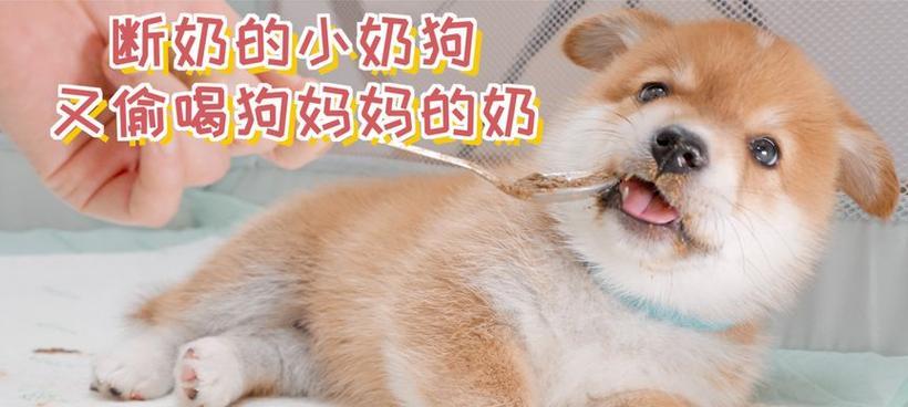 狗狗断奶后饮食指南，健康成长必备知识