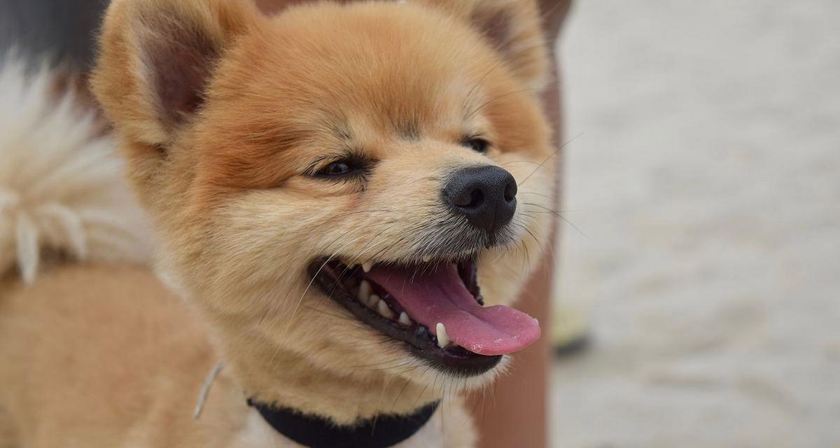 狗狗散热方式解析,科学降温方法全知道 狗狗散热方式解析,科学降温方法全知道