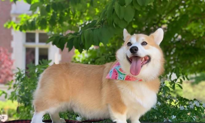 狗狗散热方式解析,科学降温方法全知道 狗狗散热方式解析,科学降温方法全知道