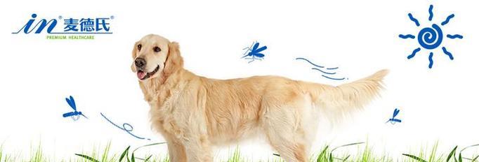 狗狗科学降温方法大全，如何有效帮助它散热