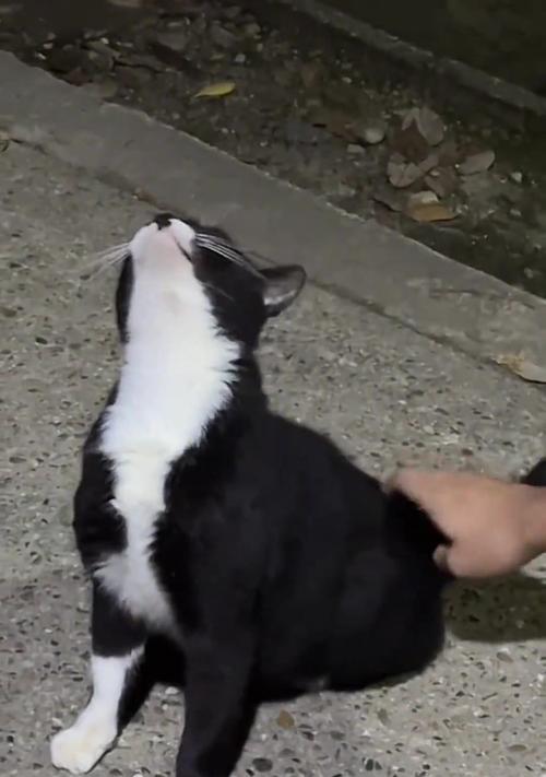 猫咪头痒的原因和护理方法 猫咪头痒的原因和护理方法