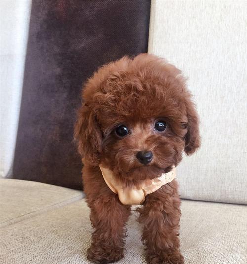 泰迪犬圆大眼睛的形成原因揭秘 泰迪犬圆大眼睛的形成原因揭秘