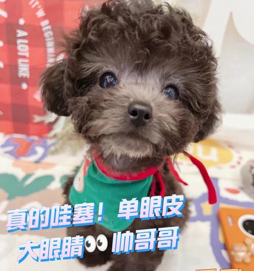 泰迪犬圆大眼睛的形成原因揭秘 泰迪犬圆大眼睛的形成原因揭秘