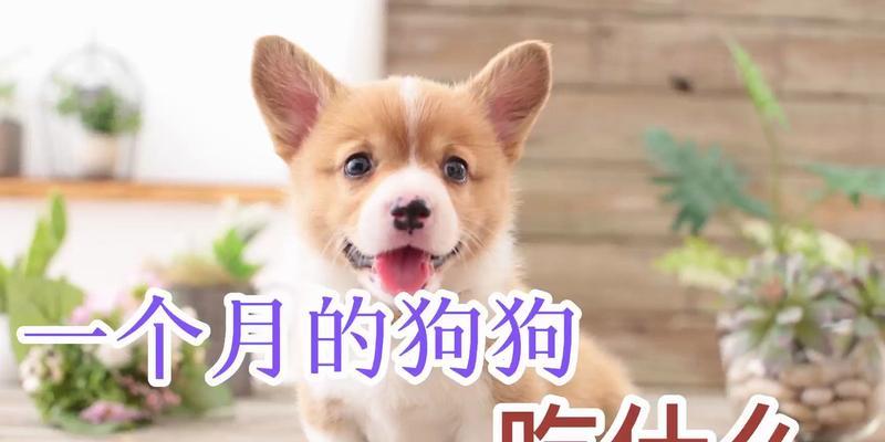 小狗健康饮食指南:营养搭配与禁忌食物 小狗健康饮食指南:营养搭配与禁忌食物