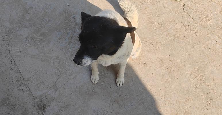 狗狗怀孕流产征兆及应对方法指南