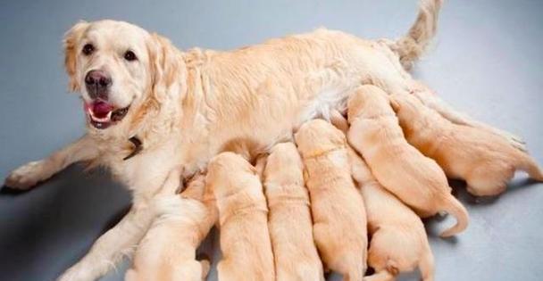 小狗健康饮食指南:营养搭配与禁忌食物 小狗健康饮食指南:营养搭配与禁忌食物