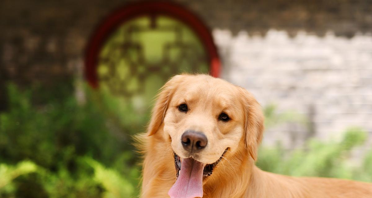 小狗健康饮食指南:营养搭配与禁忌食物 小狗健康饮食指南:营养搭配与禁忌食物