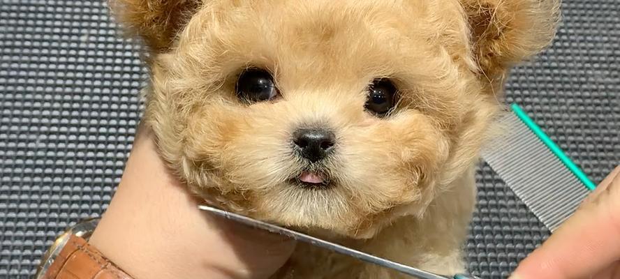 泰迪犬圆大眼睛的形成原因揭秘 泰迪犬圆大眼睛的形成原因揭秘