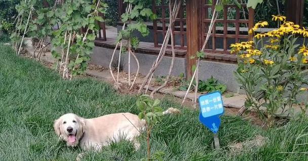 狗狗翻肠如何预防？必备疫苗知识全解析