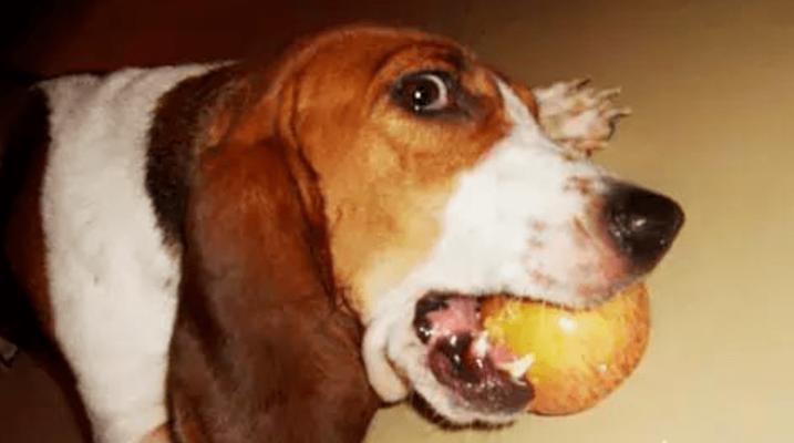 守护爱犬健康:识别中毒风险与应对方法 守护爱犬健康:识别中毒风险与应对方法