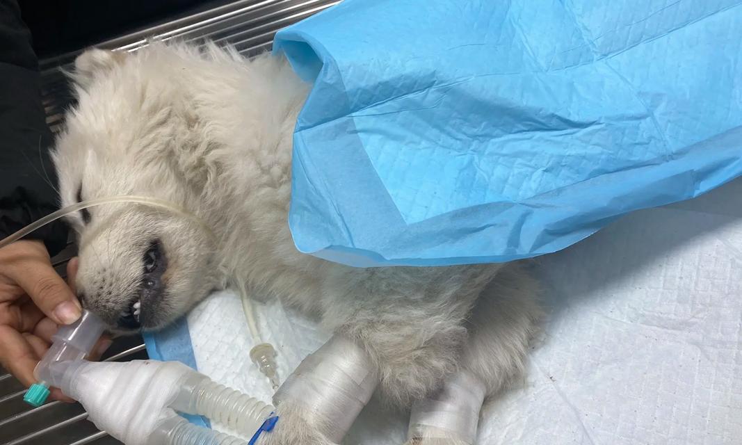 守护爱犬健康:识别中毒风险与应对方法 守护爱犬健康:识别中毒风险与应对方法