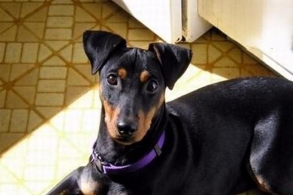 狗食盐中毒 狗食盐中毒