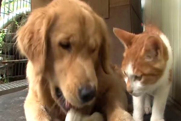 犬猫食盐中毒 犬猫食盐中毒