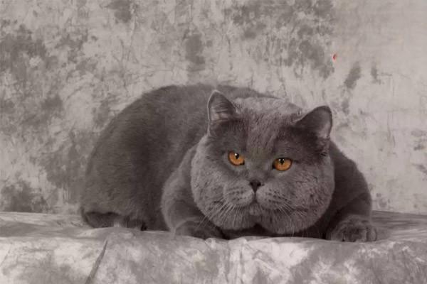 犬猫灭鼠灵中毒症状 犬猫灭鼠灵中毒症状