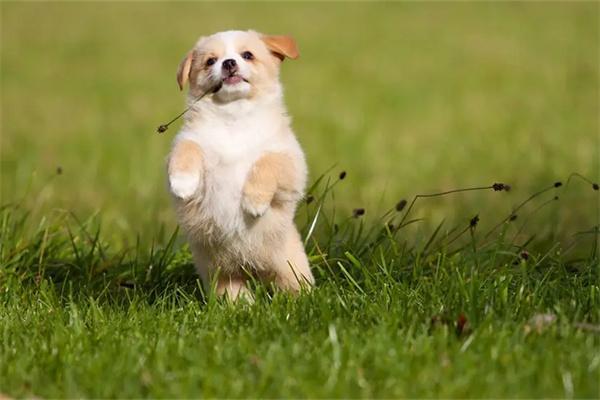 茶杯犬训练技巧与注意事项