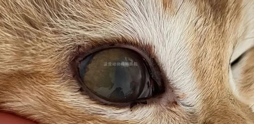 小猫眼睛发炎，需要多久才能好？（猫眼睛发炎的原因、症状和治疗方法及预防）