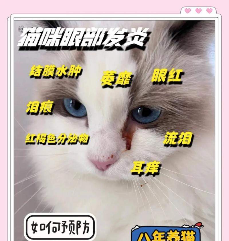 小猫眼睛发炎，需要多久才能好？（猫眼睛发炎的原因、症状和治疗方法及预防）