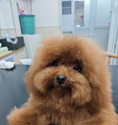 泰迪犬换毛周期与护理技巧，让毛发更健康亮丽