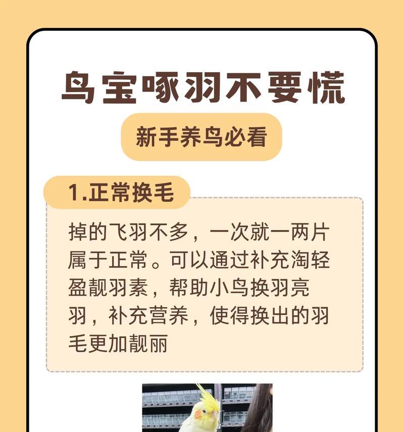 饲养鹦鹉的正确方法（打造舒适的生活环境，关注饮食和健康）