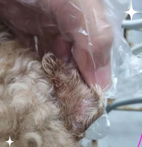 了解和治疗狗狗的皮肤病（掌握区分各种宠物皮肤病的方法，以及有效的治疗方法）