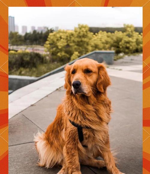 金毛犬的美毛食谱及喂养技巧(让你的金毛拥有健康亮丽的毛发,关键是科学合理的饮食) 金毛犬的美毛食谱及喂养技巧(让你的金毛拥有健康亮丽的毛发,关键是科学合理的饮食)