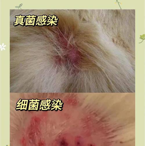 狗狗皮肤病识别与治疗全解析：症状区分和有效疗法