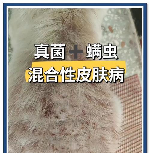 了解和治疗狗狗的皮肤病（掌握区分各种宠物皮肤病的方法，以及有效的治疗方法）
